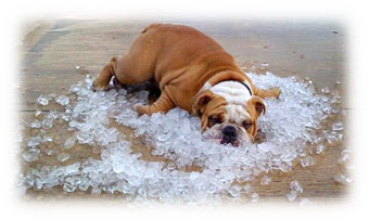 Prevent Pet Heat Exhaustion